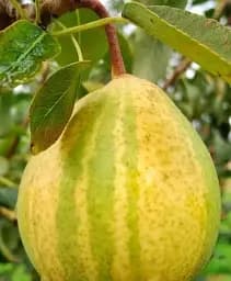 Саженец Agro-Market Азиатская груша Писанка (полосатая, сладкий с пряными нотками сорт) 1 шт. в упаковке (175149)