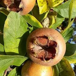 Мушмула 2-річна Agro-Market Німецька Mespilus germanica 188736 1 саджанець в упаковці