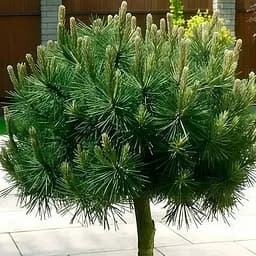 Сосна щеплена Agro-Market 2-х річна чорна Summer Breeze С2 висота 25-35 см 187450 1 саджанець в упаковці