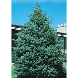 Саджанець Agro-Market Ялина канадська густа Densata (Чорна ель) горщик P9 1 шт. в упаковці (51739)