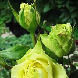 Троянда чайно-гібридна Agro-Market Лімбо (Limbo саджанець класу АА+ вищий сорт 1 шт. в упаковці (36008)