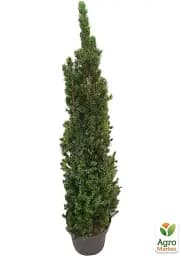 Саджанець Agro-Market Ялина канадська Perfecta (жива ялинка в горщику, висота 70-90 см) 1 шт. в упаковці (183395) - мініатюра 3