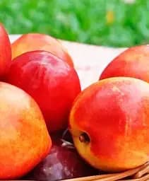 Саджанець Agro-Market Нектарин Хард Блейз (лисий персик, літній сорт, середній термін дозрівання) 1 шт. в упаковці (39914)