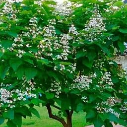 Катальпа бігнонієподібна (Catalpa bignonioides), С3 висота 40-60 см (187719) 1 саджанець в упаковці