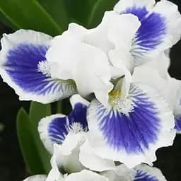 Ирис карликовый "Big Blue Eye" 1 шт (25626)