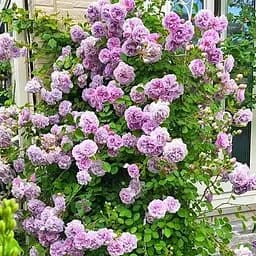 Роза плетистая Agro-Market нежно-фиолетовая Красотка Beautiful саженец класса АА+ премиальная болезнеустойчивость сорт 1 шт. в упаковке (48116)