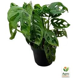 Монстера Agro-Market Adansonii (115202) 1 саженец в упаковке комнатный