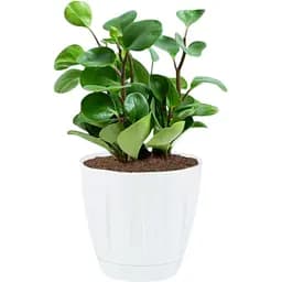 Вазон для квітів Serinova Daisy 6 л білий (20-P00401201-200100) - мініатюра 2