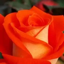 Троянда чайно-гібридна Agro-Market Verano саджанець класу АА+ вищий сорт 1 шт. в упаковці (17334)