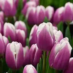 Тюльпан "Librije" (181262) 2 шт