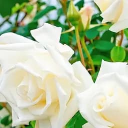 Роза плетистая Agro-Market Миссис Герберт Стивенс саженец класса АА+ высший сорт 1 шт. в упаковке (178140)