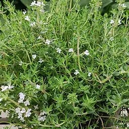 Тимьян "Orangelo" (редкий сорт с апельсиново-пряным ароматом листьев) (189777) 1 саженец в упаковке