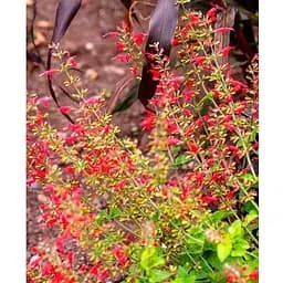 Шавлія блискуча "Pino" (186531) 1 саженец