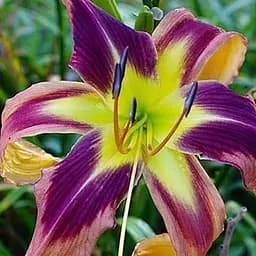 Лилейник "Spacecoast Eye of the Tiger" (185306) 1 шт