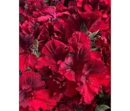 Саджанець Agro-Market Пеларгонія Королівська Aristo Bright Red (контейнер № 10 висота 10-20 см) (176639) 1 шт. в упаковці