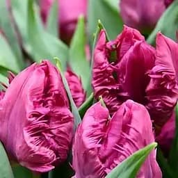 Тюльпан "Parrot Prince" (174812) 3 саженца Нідерланди