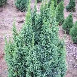 Ялівець лускатий 3-річний Loderi С2 висота 20-25см (189226) 1 саджанець