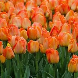 Саженец Agro-Market Тюльпан Daydream 3 шт.