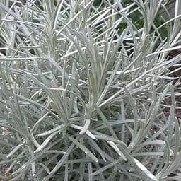 Мини-карри (Helichrysum italicum Aladin) (49831) 1 шт.