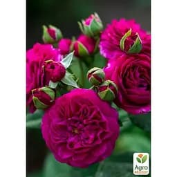 Роза шраб Agro-Market Purple Lodge в контейнере высший сорт (190050) 1 саженец в упаковке