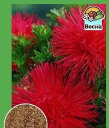 Семена Весна Астра Краковяк 0.2 г (18726)