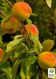 Саджанець Agro-Market Персик Пам'ять Шевченка (великоплідний сорт, середньоранній термін дозрівання) 1 шт. в упаковці (178436) - мініатюра 2
