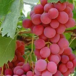 Саджанець Agro-Market Виноград Червона Роза (кишмиш, ранньо-середній термін дозрівання, має тривалий термін зберігання ягід) 1 шт. в пакуванні (48707)