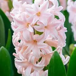 Гиацинт "Pink Elephant" (186357) 2 шт