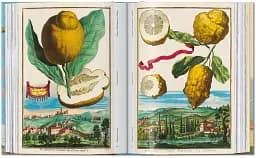 J. C. Volkamer. The Book of Citrus Fruits. 45th Edition - мініатюра 14