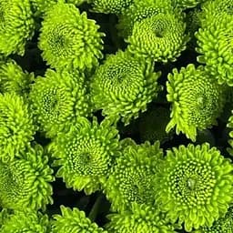 Хризантема мультифлора куляста "Makrut" (189657) 1 саженец