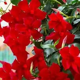 Саджанець Agro-Market Дипладенія (Mandevilla) Jasper Velvet Red (квітуча ліана) (71575) 1 шт. в упаковці