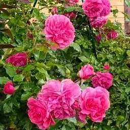 Троянда плетиста Agro-Market Розаріум Ютерзен саджанець класу АА+ вищий сорт 1 шт. в упаковці (36028)