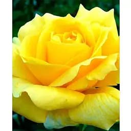 Саджанець Agro-Market Троянда чайно-гібридна Ландора (клас АА +) вищий сорт (15952) 1 шт.