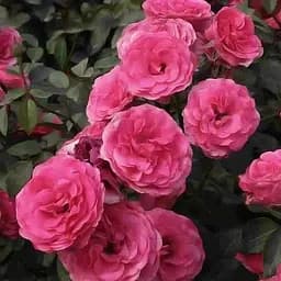 Троянда плетиста Agro-Market Етюд саджанець класу АА+ вищий сорт 1 шт. в упаковці (20630)