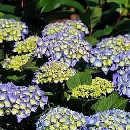 Саджанець Agro-Market Гортензія крупнолистна 2-х річна Bela висота саджанця 25-45см (181523)