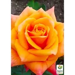 Саджанець Agro-Market Троянда чайно-гібридна Miracle (клас АА +) вищий сорт (38386) 1 шт. - мініатюра 2