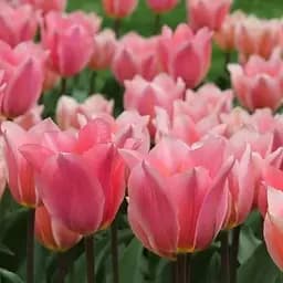 Тюльпан "Albert Heijn" (размер 11/12, большой) 3 шт (16911)