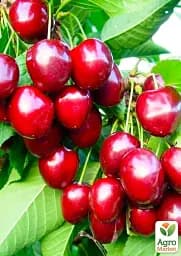 Саджанець Agro-Market Черешня Простір (літній сорт, середній термін дозрівання) 1 шт. в упаковці (25913) - мініатюра 3