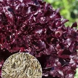 Насіння Agro-Market Салат Фонтан на вагу ціна за 3 г (22078)
