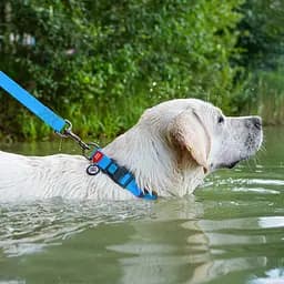 Нашийник для собак водостійкий Waudog Waterproof з QR-паспортом пластикова пряжка-фастекс Ш 25 мм Д 38-58 см блакитний - мініатюра 5
