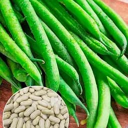 Фасоль "Шахиня" ТМ "Весна" 15г (177669)