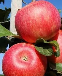 Саджанець Agro-Market Яблуня Бені Шогун (зимовий сорт, пізній термін дозрівання) (25745) 1 шт. в упаковці - мініатюра 3
