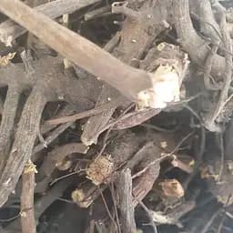 100 г эхинацея пурпурная корень сушеный - свежий урожай