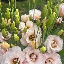 Эустома махровая Corelli Light Pink укоренена в контейнере Р9 (190786) 1 саженец