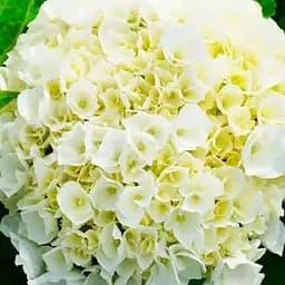 Гортензія крупнолиста 2-річна "Wudu" висота саджанця 25-45см (186187) 1 саженец