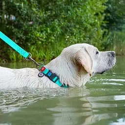 Нашийник для собак водостійкий Waudog Waterproof з QR-паспортом світонакоплювальний пластикова пряжка-фастекс Ш 25 мм Дов - мініатюра 5