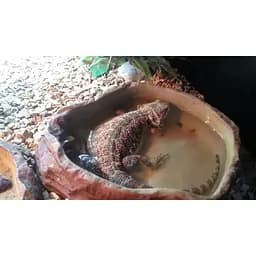 Миска для води або купання Repti-Zoo L 28x22x6 см керамічна (ERB09L) - мініатюра 6
