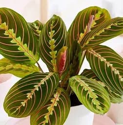 Саджанець Agro-Market Маранта Fascinator (112496) 1 шт. в упаковці (кімнатний)