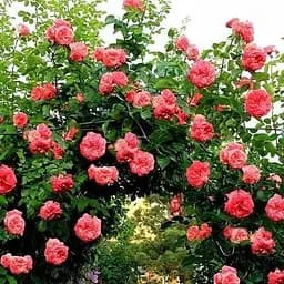 Роза плетистая Agro-Market Antikе саженец класса АА+ высший сорт 1 шт. в упаковке (37204)