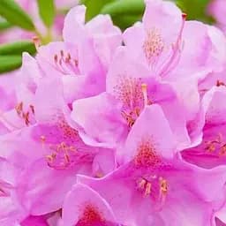 Саджанець Agro-Market Рододендрон Roseum elegans 2 річний (рожевий) (43011)